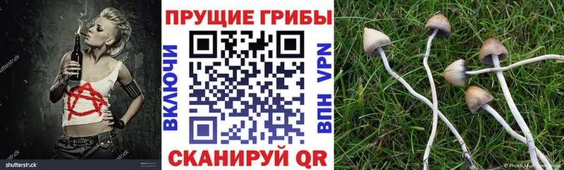 Псилоцибиновые грибы мицелий  сайты даркнета состав  Шилка  закладка 